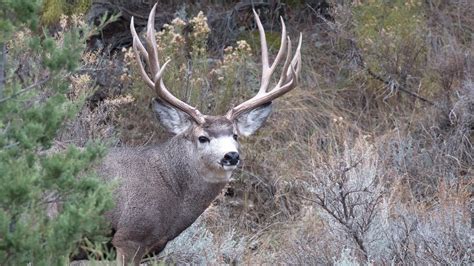Man Ordered To Pay 74k For Poaching Trophy Mule Deer