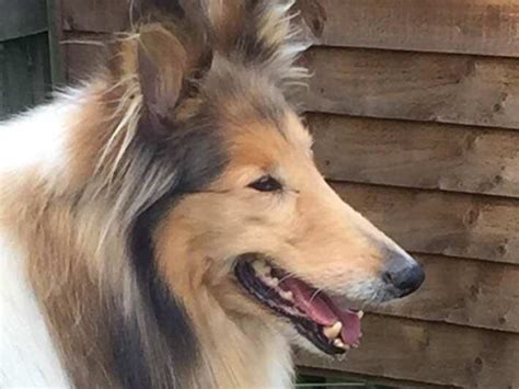 Rehomed Lassie 9 Year Old Female Rough Collie Available For Adoption