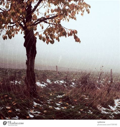 The First Snow Autumn Tree A Royalty Free Stock Photo From Photocase