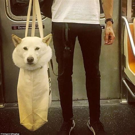 Social Media Users Share The Most Adorable Snaps Of Pups Being Carried