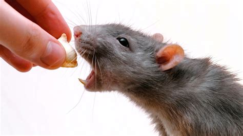 Pet rats do best with commercial rat foods specifically designed for them. Rat Wallpapers Images Photos Pictures Backgrounds