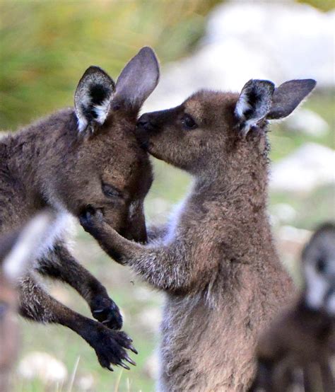 Kangaroo Island Wildlife Tours Hanson Bay Wildlife Sanctuary — Hanson