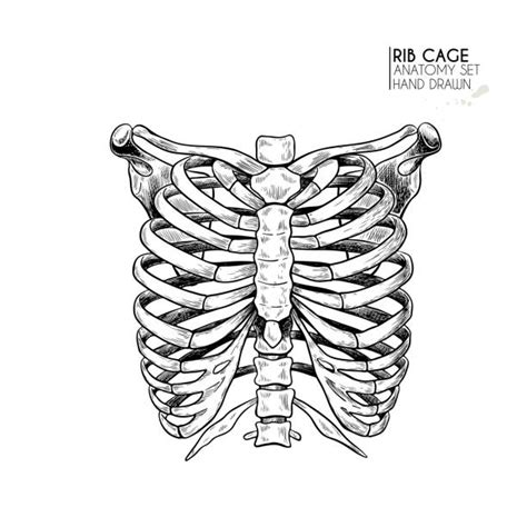 Rib Cage Anatomy Art Rib Cage Ribcage Thorax Human Anatomy Bones With