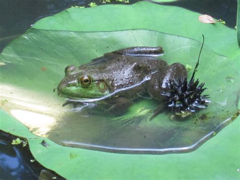 Kriss 2011 A Photo A Day Frog On Lily Pad At National Zoo In