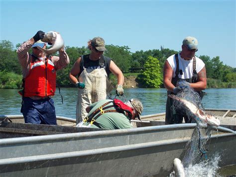 Asian Carp Found Closer To Great Lakes Outdoorhub