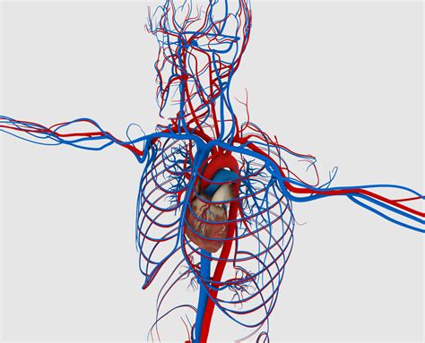 Il Sistema Circolatorio Circolo Polmonare E Sistemico Fisiologicamente