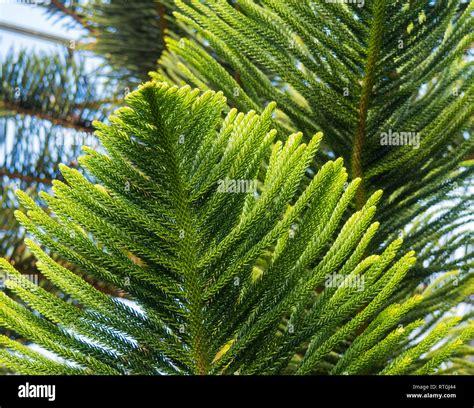 Exotic Leaves And Branches Of The Beautiful Araucaria Pine Tree Stock