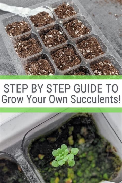 How To Grow Succulents From Seeds Learn How To Do It At Home