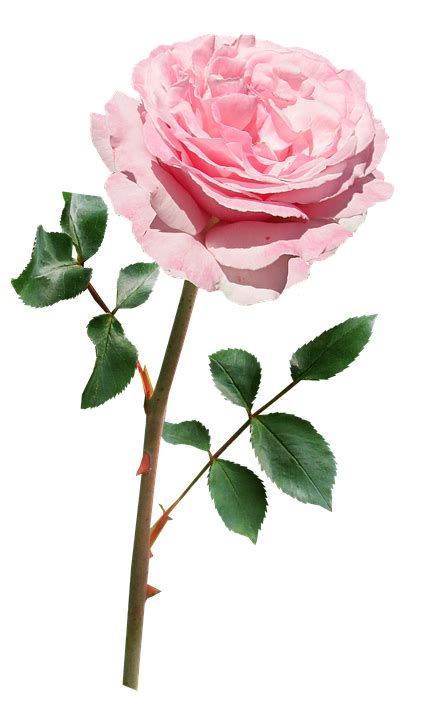 Rose Pink Stem Free Photo On Pixabay Pixabay