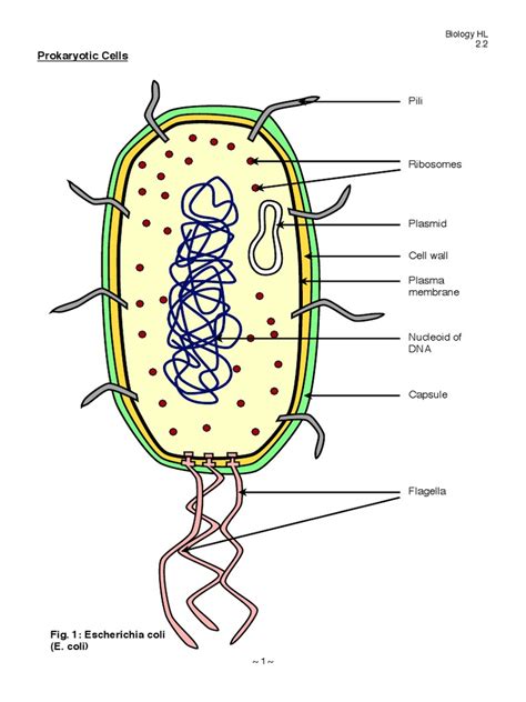 Ib Biology Notes Prokaryotic Cells Prokaryote Cell Biology