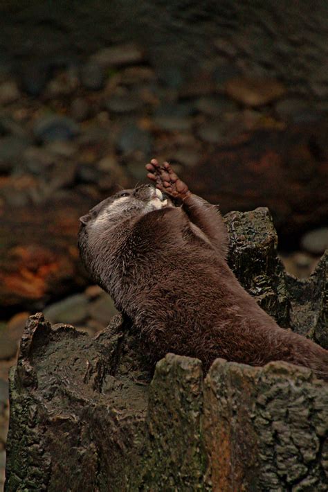 Otter Peter Carr Flickr