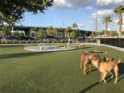 Our Favorite Dog Parks In Tampa — Gals Best Friend Dog Mom Site Dog
