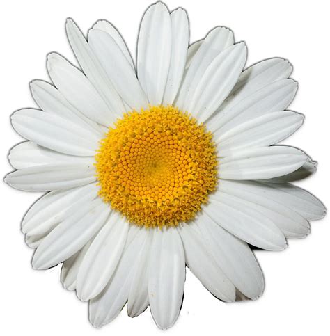 Common Daisy Flower Clip Art Daisy Png Download 10231043 Free