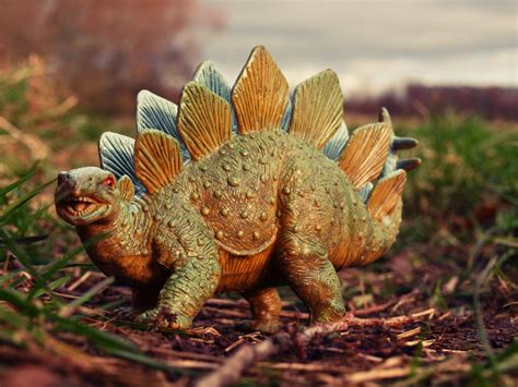Sexing The Stegosaurus Science News