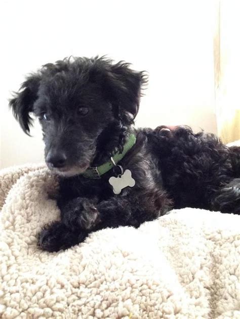 Adopt Socrates Adopted On Petfinder Mutt Puppies Miniature Poodle