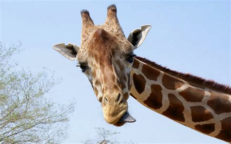 Giraffe Achtergronden