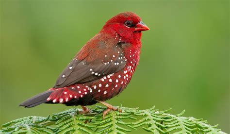 Bengali Rouge Az Martinique