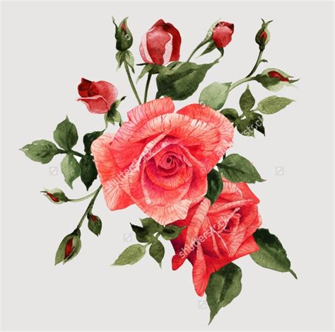 Free 20 Rose Illustrations In Vector Eps