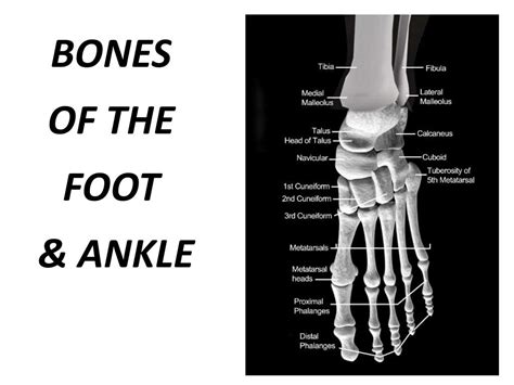 Ppt Bones Of The Foot And Ankle Powerpoint Presentation Free Download