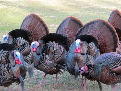Blue Jay Barrens Wild Turkeys Toms And Bearded Hens