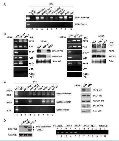 Figure 4 From Tumor And Stem Cell Biology Cancer Research BRD 7 A