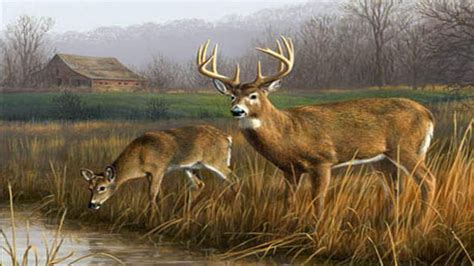 Deers Are Standing Near Stream With Background Of Trees