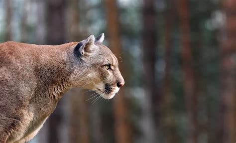 Cougars In Banff National Park All You Need To Know Park Pilgrim