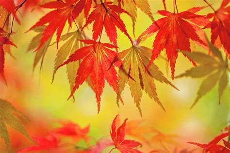 Japanese Maple Leaves Photograph By Jacky Parker Photography Fine Art America