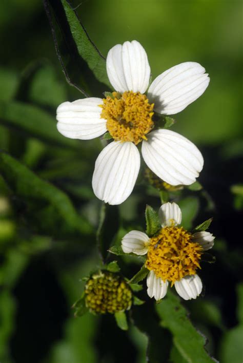 Bidens pilosa is a species of flowering plant in the aster family. Plantas medicinales: brujilla. Bidens pilosa L ...