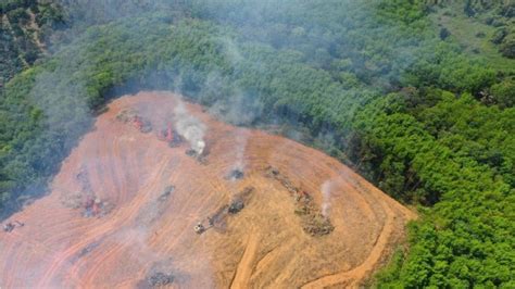 Con Bolsonaro El Amazonas Tuvo Su Peor Deforestación Desde 2008