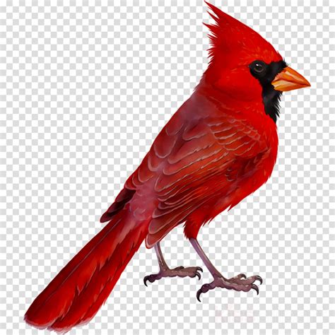 Download High Quality Cardinal Clipart Transparent Background