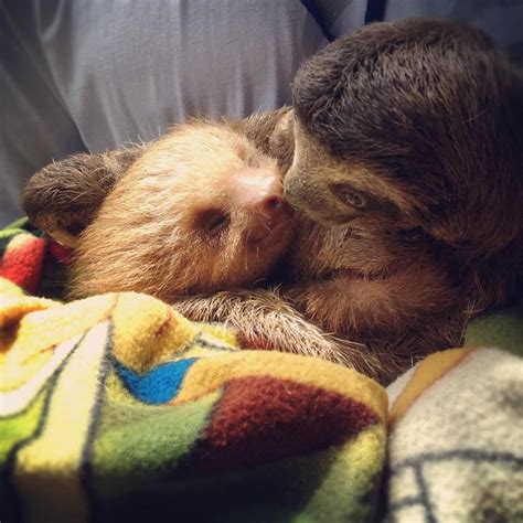 Most Adorable Baby Sloths Cute Baby Sloths Sloth Lovers Sloth Life