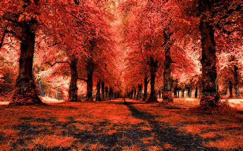 39 Red Forest Wallpaper On Wallpapersafari