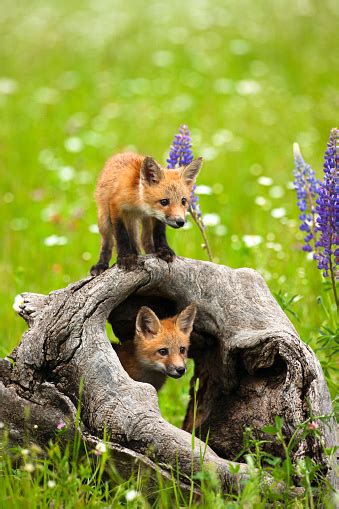 Cute Red Fox Pups Play In Field Of Flowers Stock Photo Download Image