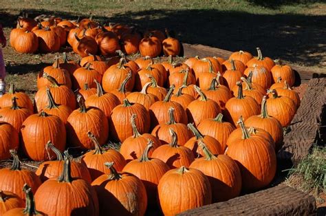 How To Grow Pumpkins Grow Pumpkins From Seeds When To Plant Pumpkins