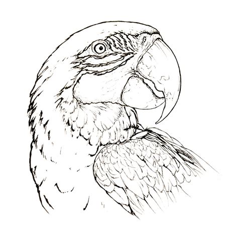 Macaw Drawing At Getdrawings Free Download