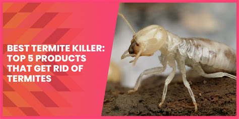 Best Termite Killer Top 5 Products That Get Rid Of Termites Termite