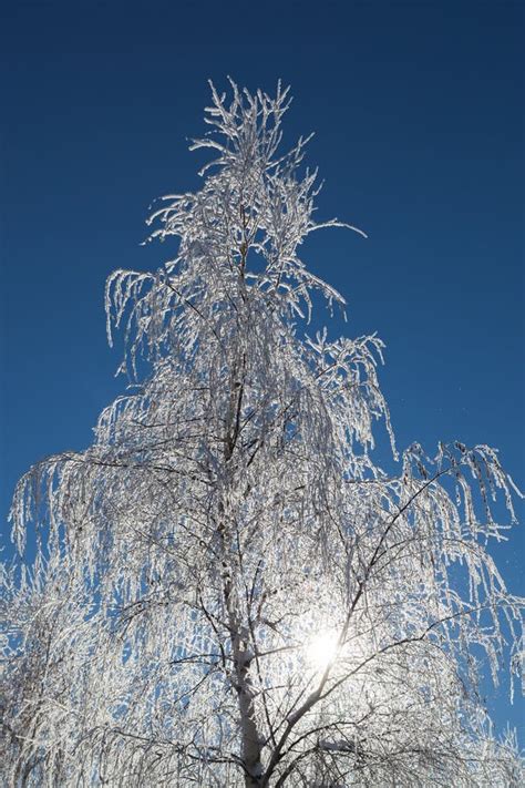 Iced Tree Stock Image Image Of Season Beautiful Still 65055331