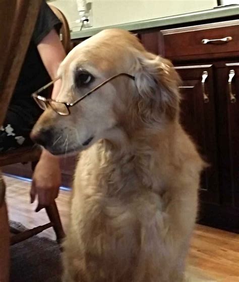 18 Dogs Who Look So Smart In Glasses Cuteness