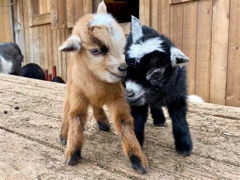 Spend An Afternoon At A Petting Zoo Escape To A Cozy Cabin In The Woods