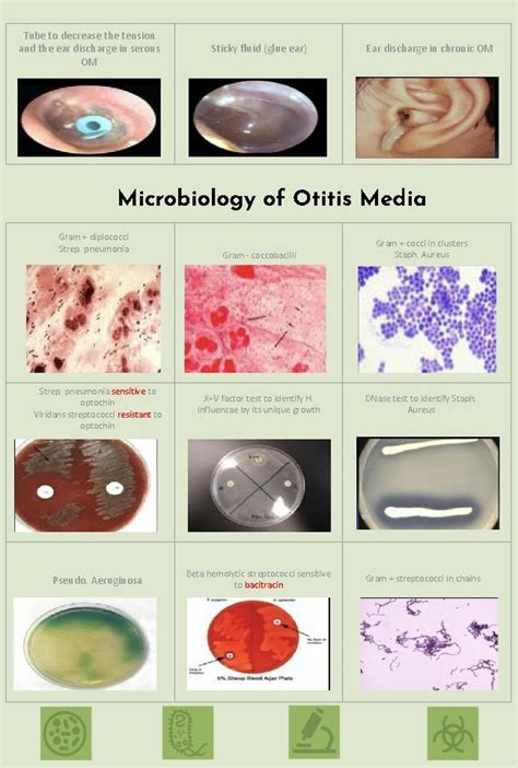 Objectives Define Middle Ear Infection Know The Classification