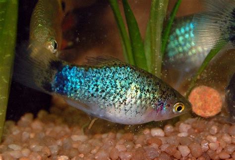 Maculatus Blue Koraal Platy Tropische Vissen Database Gandd Aquaria