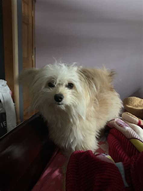 Check spelling or type a new query. 45+ Maltese And Pomeranian Mix Puppies For Sale - l2sanpiero