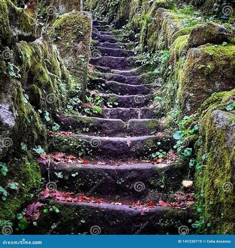 Old Stone Stairs Forest Moss Stock Image Image Of Stairs Stones