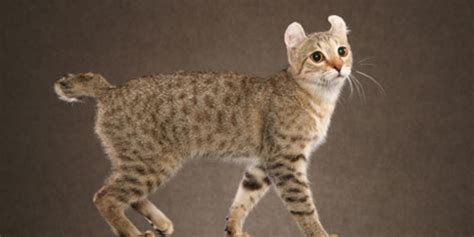 The Highlander Cat Breed Pictures Information And Characteristics