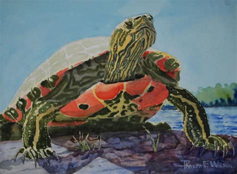 Watercolor Western Painted Turtle 14 X 10