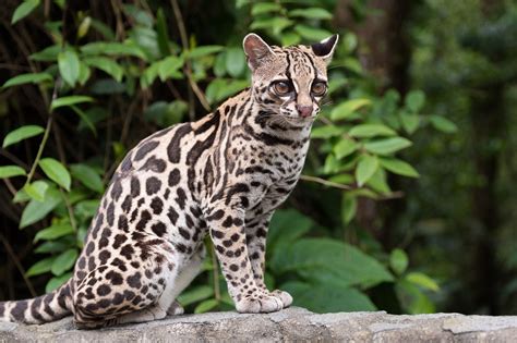 Margay Magic I Was Most Fortunate To Encounter This Margay Wild Cat