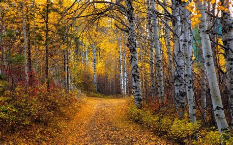 Nature Landscape Aspen Trees Leaves Yellow Path Shrubs Forest