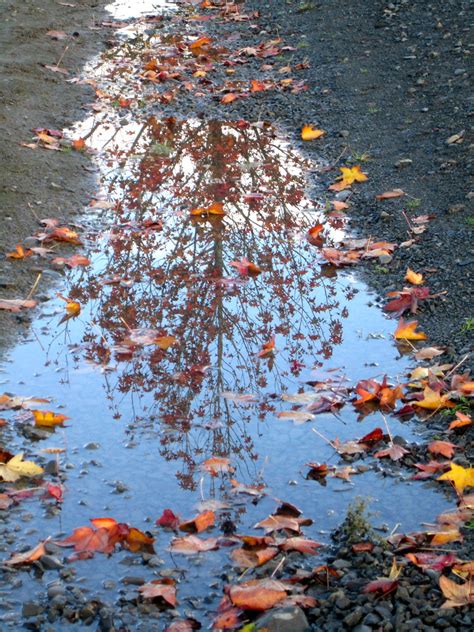 Autumn Puddle Reflection Kristine Lafferty Flickr