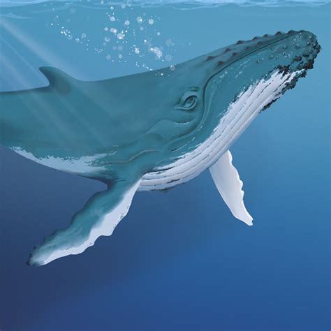 Ballenas Curiosidades De Las Ballenas Y Cuáles Son Las Más Grandes